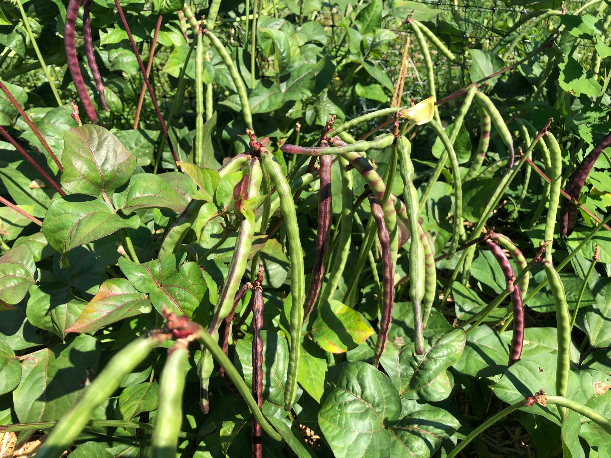 Long green and purple cowpea pods on a leafy plant