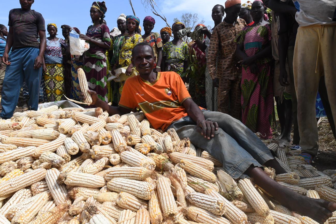 Harvested white maize cobs piled high during a community harvest