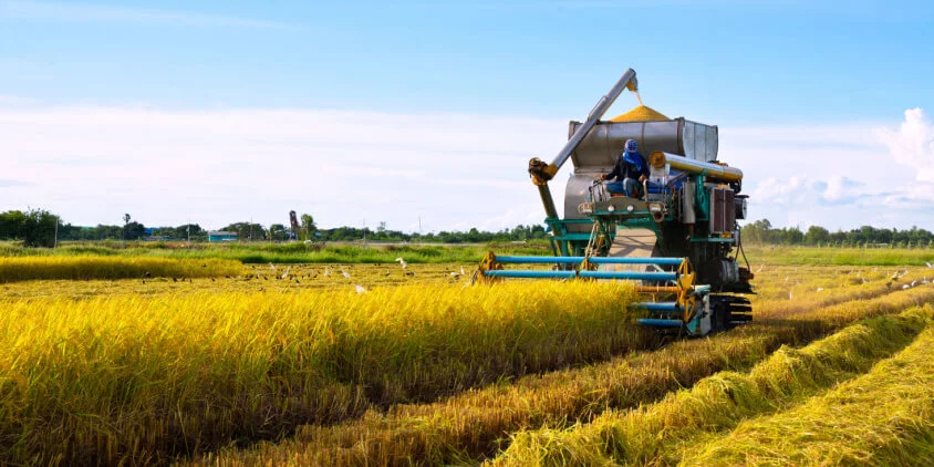 Worker tending a lush green rice paddy