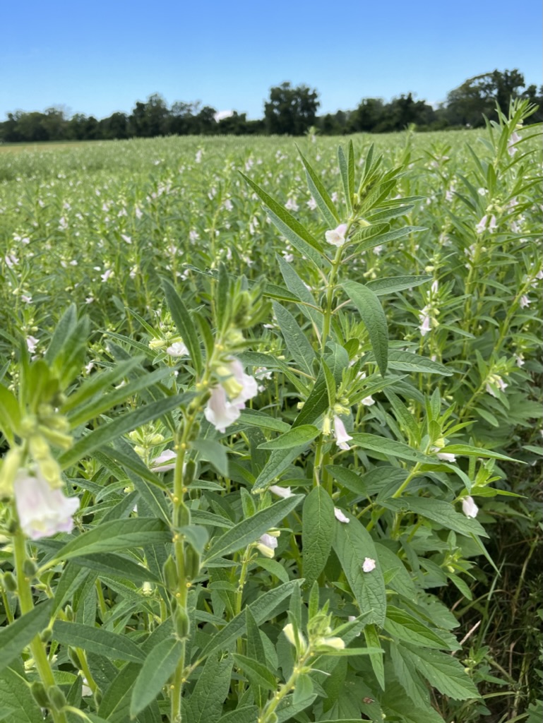 Sesame plants in flower across a green field