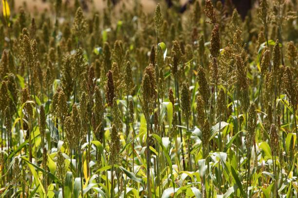 Farmer inspecting tall reddish sorghum heads in an African field