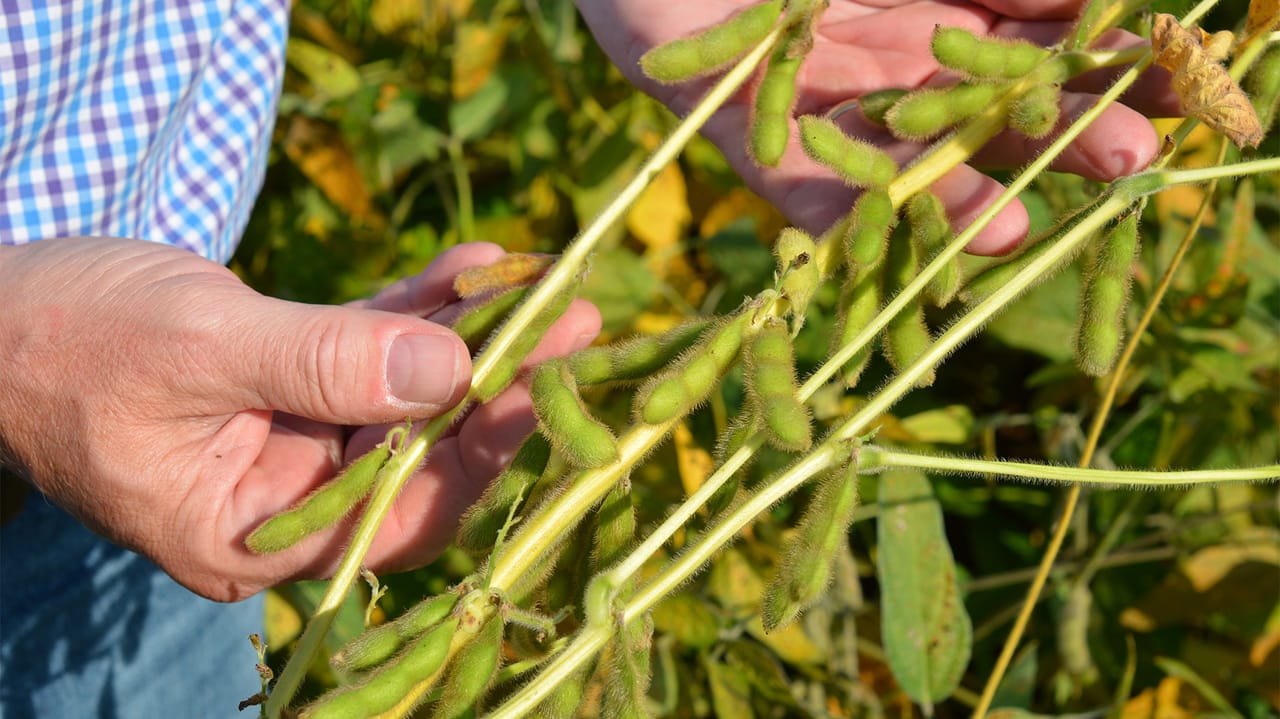 Mature soybean plants with brown pods at harvest stage